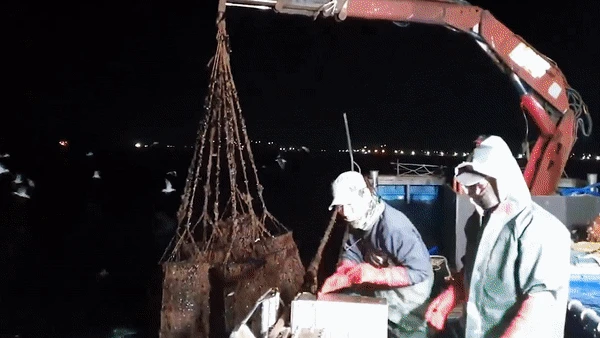 고성냉동수산의 조업 및 손질 현장